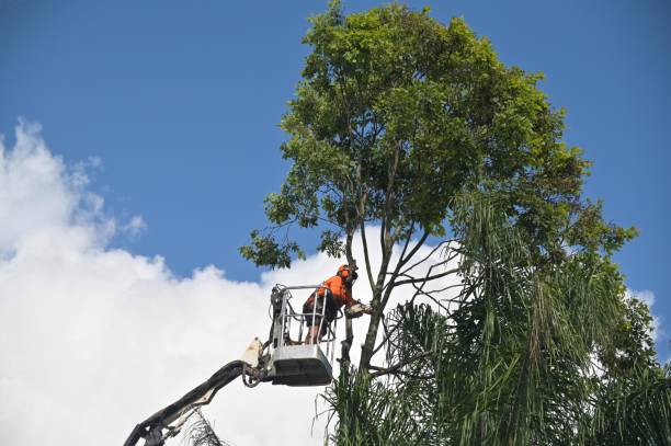 Professional Tree Care in Niceville, FL